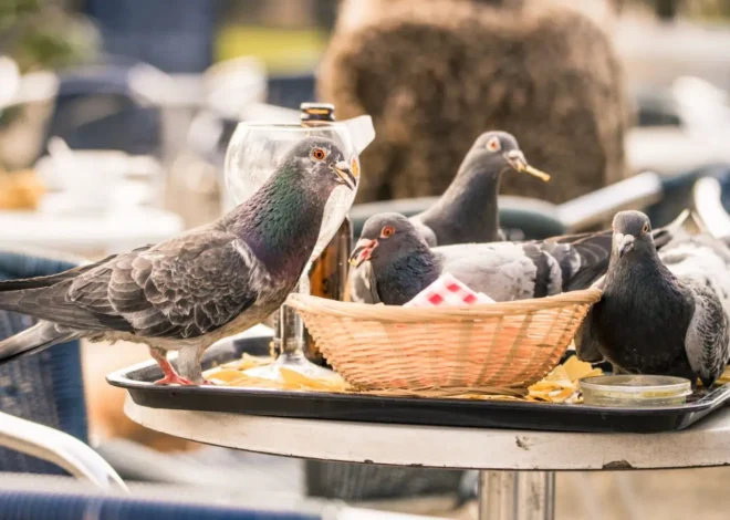 5 Best Bird Control Services in Oxford – Find options for household bird concerns