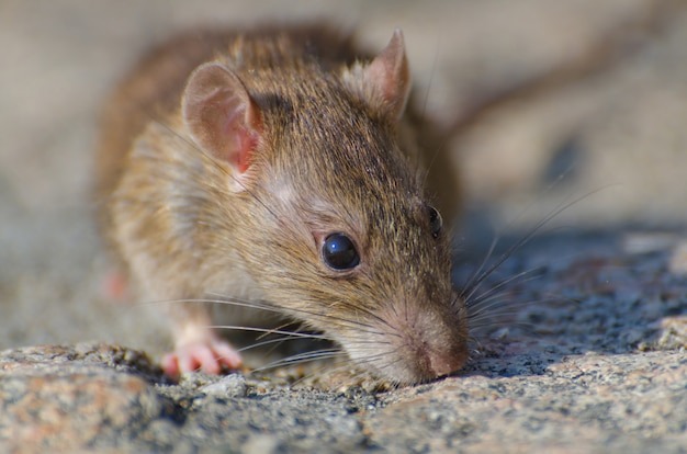 Mice Control Tips for Garages, Attics, and Basements